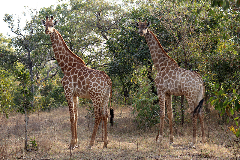 Riserva Naturale Majete - Cosa vedere in Malawi - MOH associazione socioculturale Bari