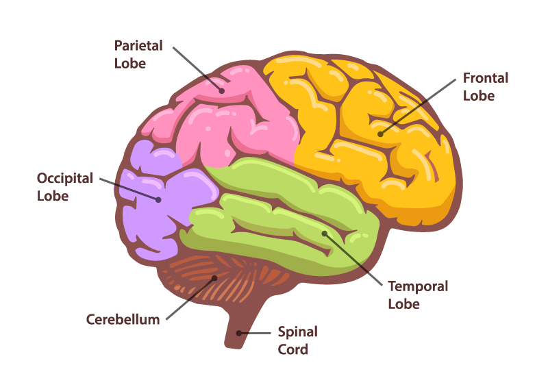 Cervello - Percezione dell'arte